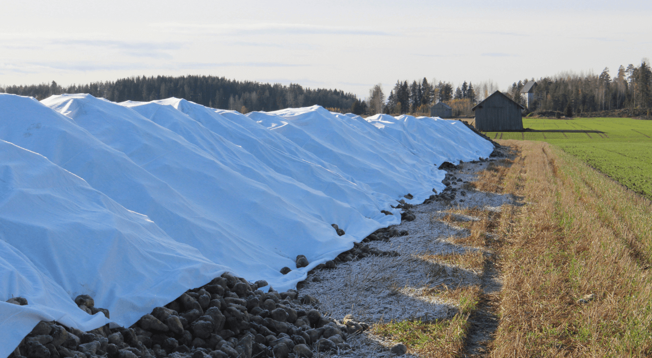 FLORTEX 45 125 - nontessuto - safe sugar beets